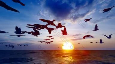 日落时，海鸥和海燕飞翔.